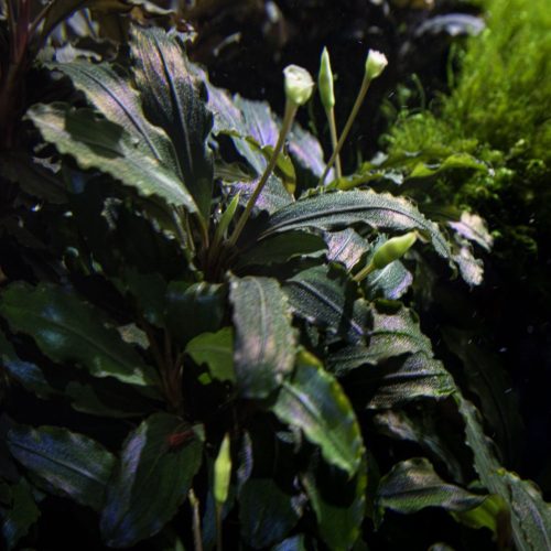 Bucephalandra theia green